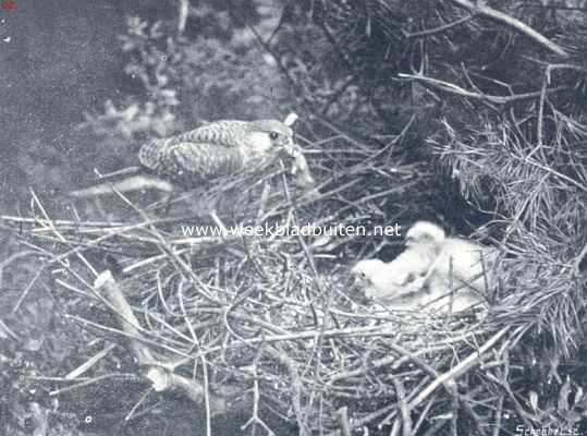 Onbekend, 1936, Onbekend, Torenvalk brengt een veldmuis aan haar jongen