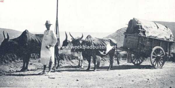 Transport per zeboewagen op Madagascar