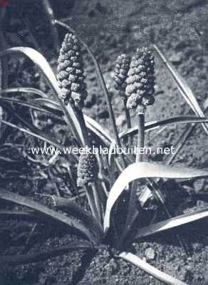 Onbekend, 1936, Onbekend, Blauwe druifjes