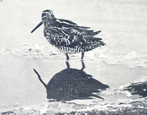 Watersnip op zoek naar voedsel