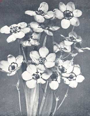 Streptanthera Cuprea