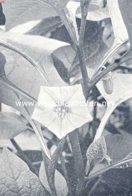 Onbekend, 1936, Onbekend, Bloeiende lampionplant