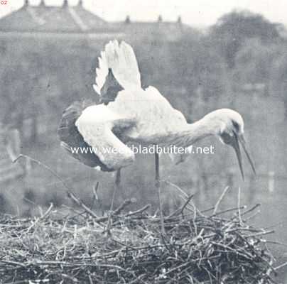 Onbekend, 1936, Onbekend, Luid klepperend verdedigt de ooievaar zijn nest tegen indringers