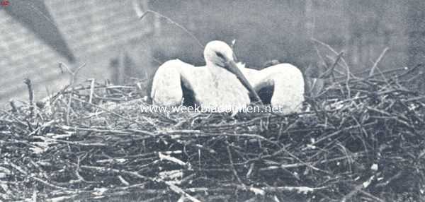 Onbekend, 1936, Onbekend, Met uitgespreide vleugels ligt de ooievaar in het nest, in afweer tegen een soortgenoot, die naderbij tracht te komen