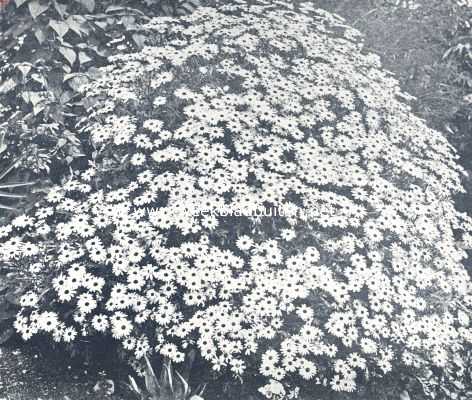 Margrietenweelde