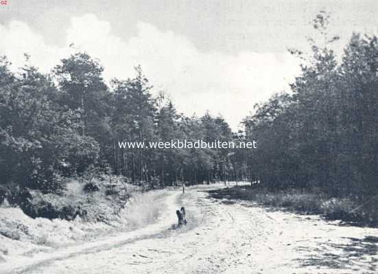 Een fraaie hessenweg in het Roekelsche Bosch bij Ede