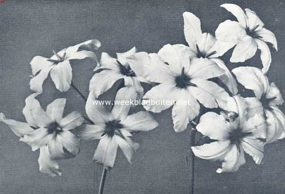Onbekend, 1936, Onbekend, Leucocoryne Ixioides (Odorata)