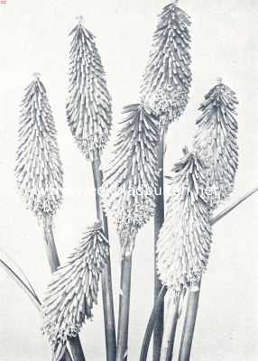 Onbekend, 1936, Onbekend, Kniphofia Corallina