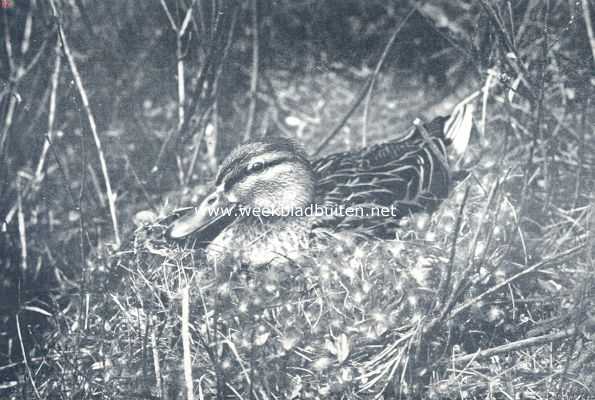 Onbekend, 1936, Onbekend, Broedende wilde eend