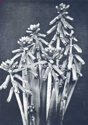 Onbekend, 1936, Onbekend, Lachenalia Pendula Ait