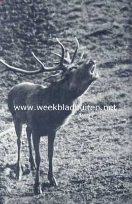 Onbekend, 1936, Onbekend, Burlend kronenhert in de bronsttijd (bij het artikel: 