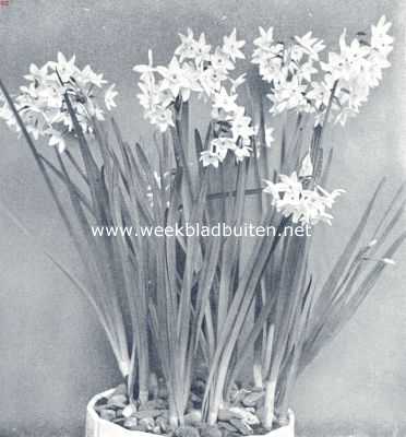 Trosnarcis Paperwhite Grandiflora (Kerstmis-narcis)