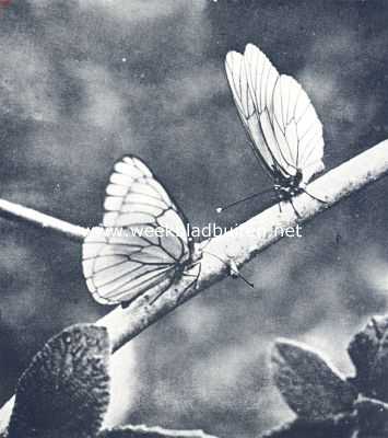 Onbekend, 1936, Onbekend, Groote geaderde witjes. Foto's uit: K.O. Bartelt 