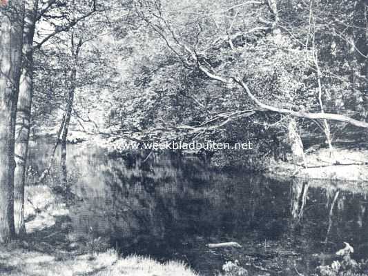 Onbekend, 1936, Onbekend, Een dikke, overhangende tak van een ouden acacia is de vaste zitplaats van ons ijsvogeltje