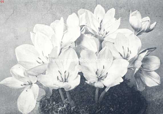 Onbekend, 1936, Onbekend, Colchicum Bornmleri