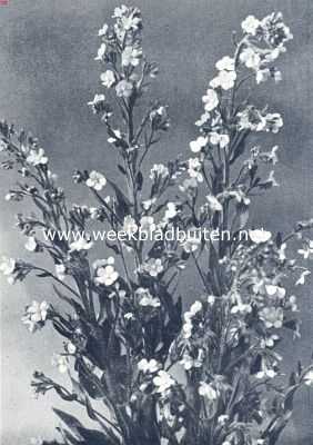 Onbekend, 1936, Onbekend, Anchusa Italica Grandiflora Dropmore (Foto uit: Vaste-, Tweejarige- en Rotsplanten, Uitg. N.V. Turkenburg, Bodegraven)