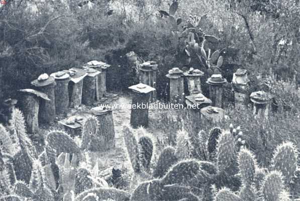 Spanje, 1936, Onbekend, Een dag aan de Guadaira. Achter de cactushaag staan de primitieve bijenkorven