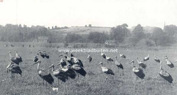 Onbekend, 1936, Onbekend, Ooievaars in oost-Pruisen, zich verzamelend voor den najaarstrek