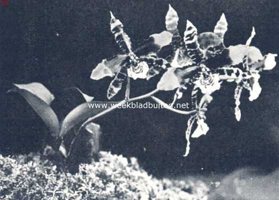 Odontoglossum Grande