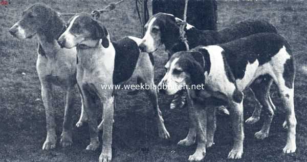 Onbekend, 1936, Onbekend, Vier hertienhonden, van de vroegere 