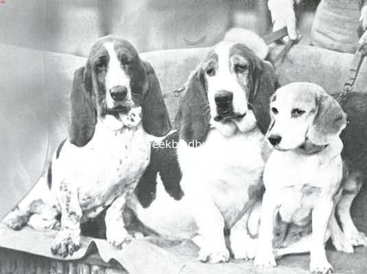 De bassets kampioen Walhampton Nightshade en kampioen Walhampton Lynwood, en de beagle Melody of Reynalton